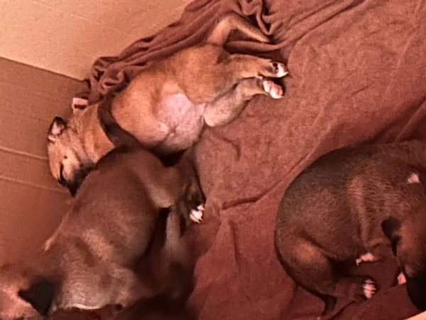 Cucciole cercano casa e tantissime coccole  | Foto 1