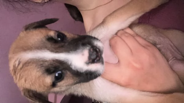 Cucciole cercano casa e tantissime coccole  | Foto 0