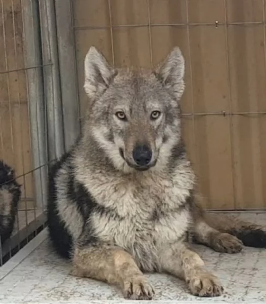 Cuccioli di lupo cecoslovacco 