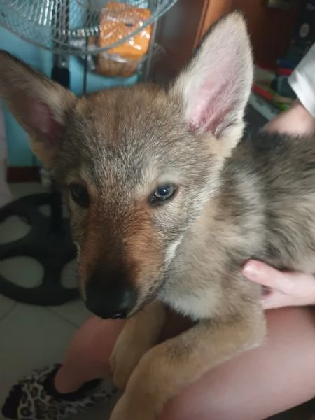 Cuccioli di lupo cecoslovacco  | Foto 6