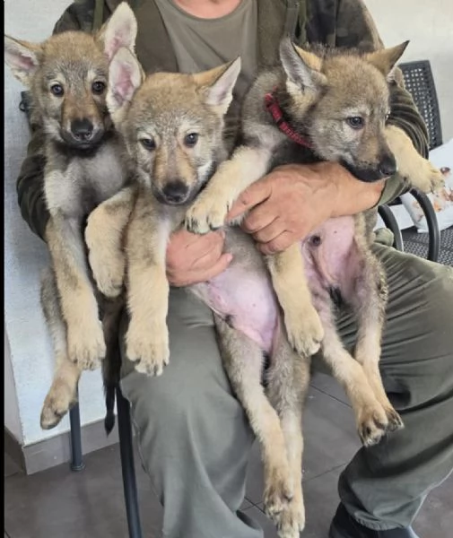 Cuccioli di lupo cecoslovacco  | Foto 5