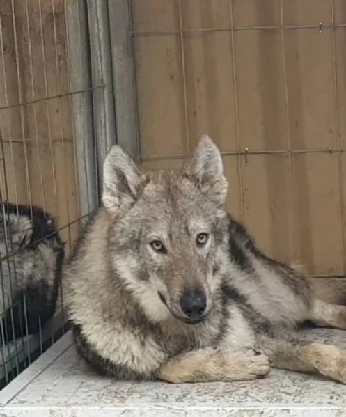 Cuccioli di lupo cecoslovacco  | Foto 4