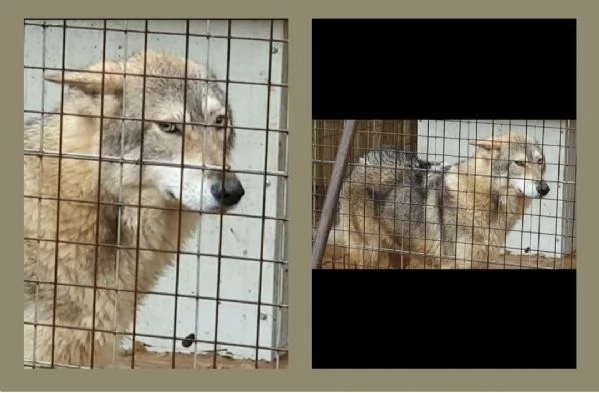 Cuccioli di lupo cecoslovacco  | Foto 3