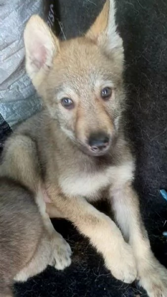 Cuccioli di lupo cecoslovacco  | Foto 2