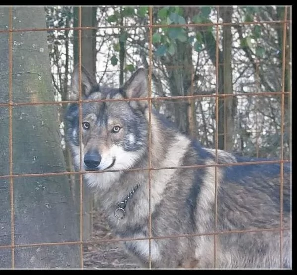 Cuccioli di lupo cecoslovacco  | Foto 1