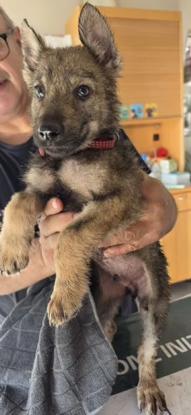 Cuccioli di lupo cecoslovacco  | Foto 0