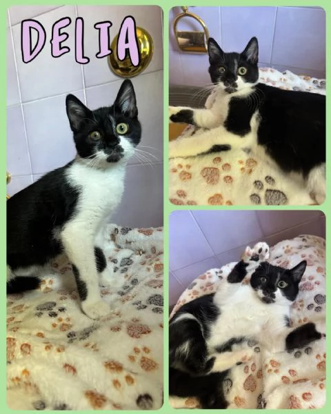 Gattini in adozione 
