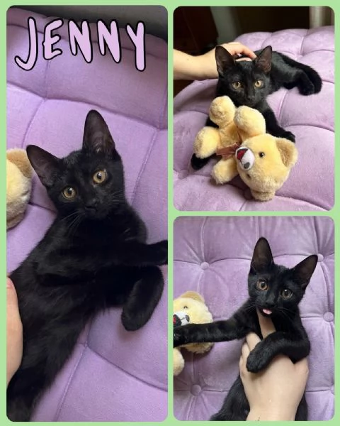 Gattini in adozione  | Foto 3