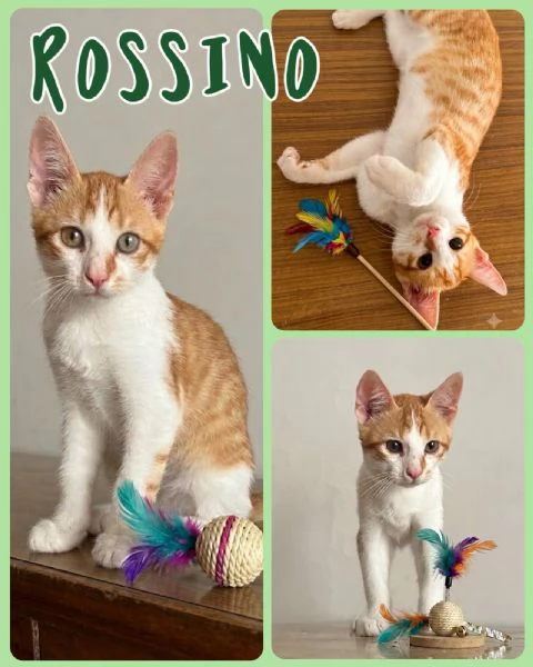 Gattini in adozione  | Foto 2