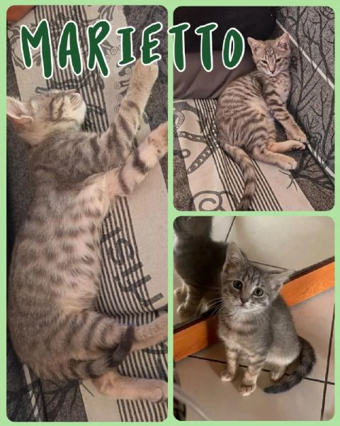 Gattini in adozione  | Foto 1