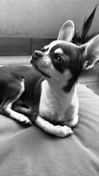 Chihuhua maschio Lilac con occhi verdi cerca fidanzata  | Foto 6
