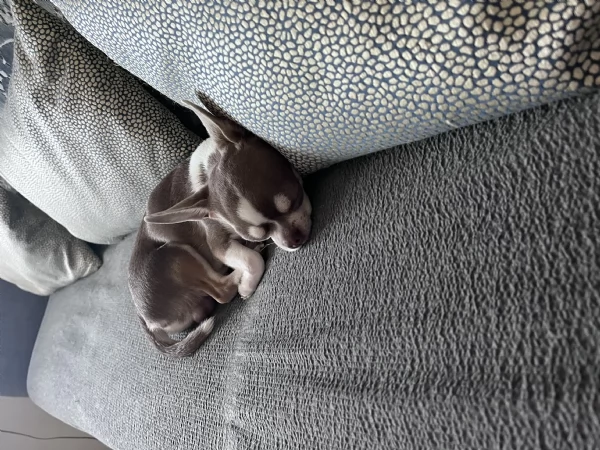 Chihuhua maschio Lilac con occhi verdi cerca fidanzata  | Foto 3