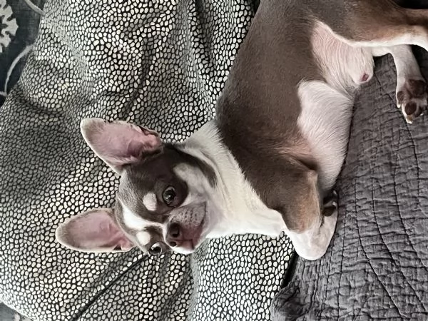 Chihuhua maschio Lilac con occhi verdi cerca fidanzata  | Foto 2