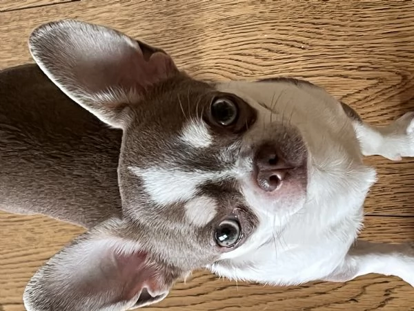 Chihuhua maschio Lilac con occhi verdi cerca fidanzata  | Foto 1