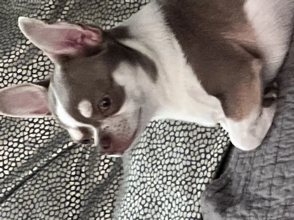 Chihuhua maschio Lilac con occhi verdi cerca fidanzata  | Foto 0