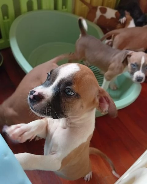 American Pitbull terrier Standart UKC  | Foto 6