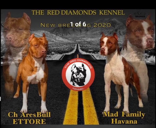 American Pitbull terrier Standart UKC  | Foto 5