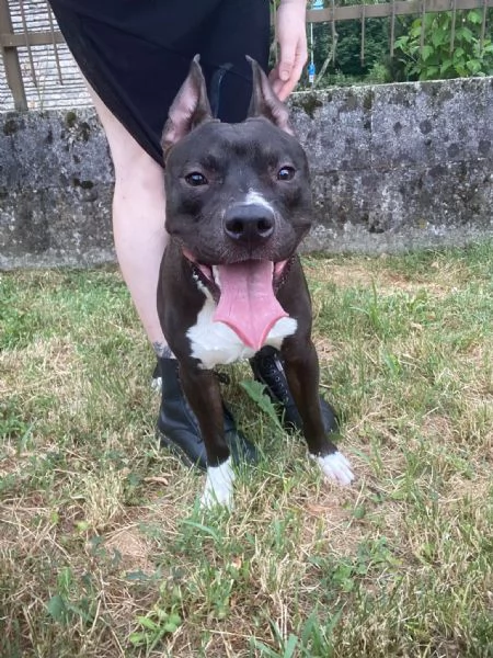 American Pitbull terrier Standart UKC  | Foto 4