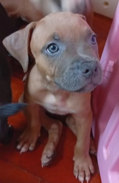 American Pitbull terrier Standart UKC  | Foto 3