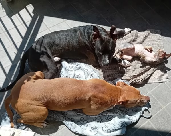 American Pitbull terrier Standart UKC  | Foto 2