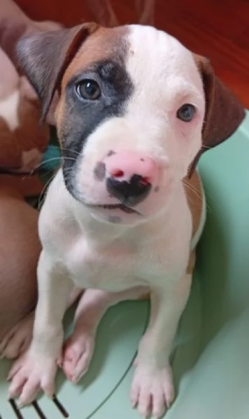American Pitbull terrier Standart UKC  | Foto 1