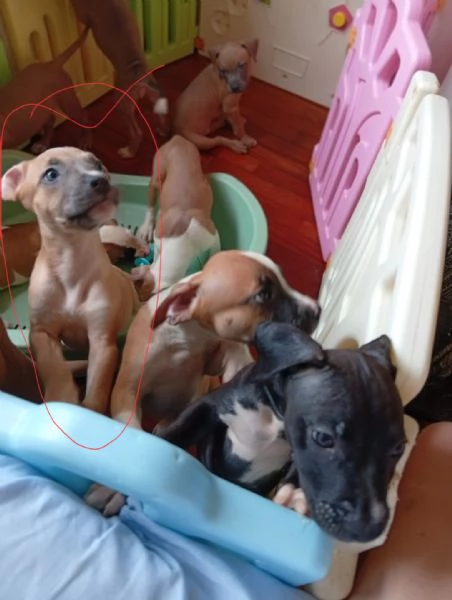 American Pitbull terrier Standart UKC 