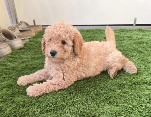  cucciolo di Maltipoo 