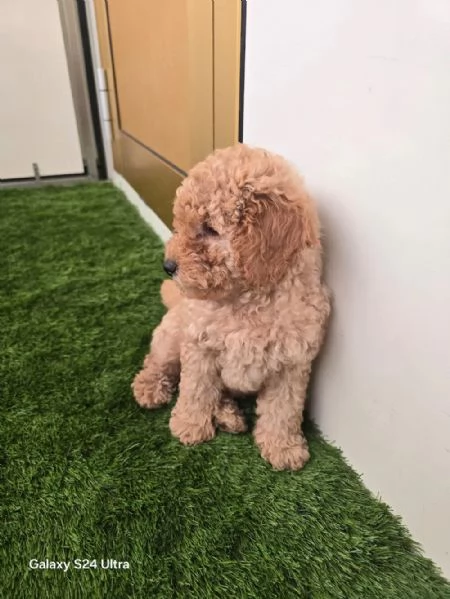  cucciolo di Maltipoo  | Foto 1