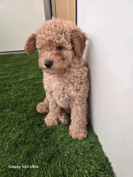  cucciolo di Maltipoo  | Foto 0