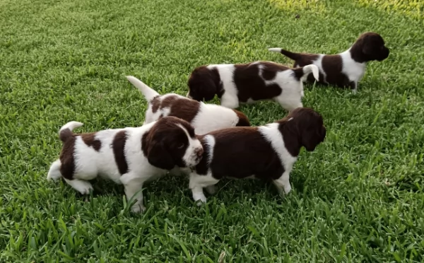 Springer Spaniel Inglese