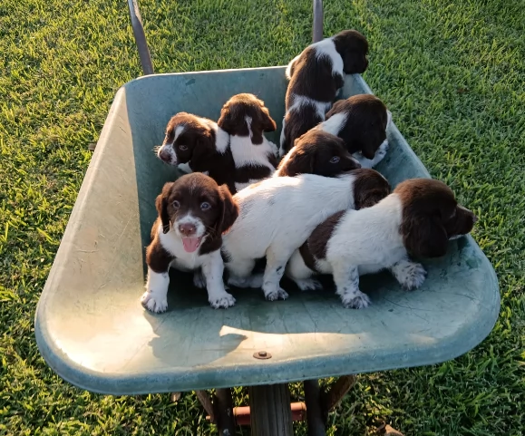 Springer Spaniel Inglese | Foto 1