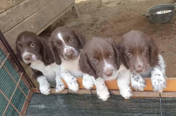 Springer Spaniel Inglese | Foto 0
