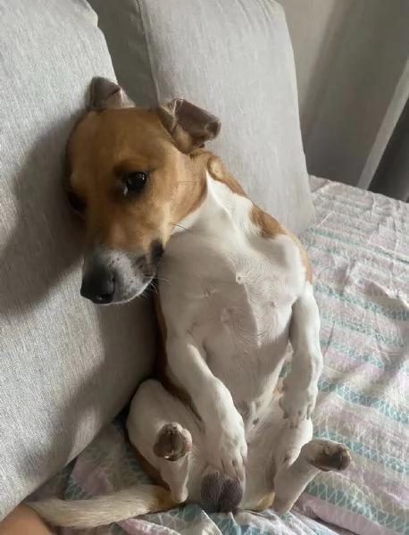 Accoppiamento jack Russel  | Foto 2