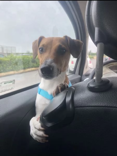 Accoppiamento jack Russel  | Foto 0