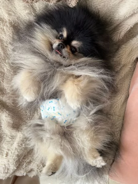 Pomerania nero focato per monta accoppiamento