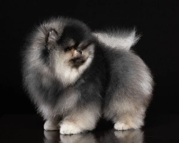 Pomerania nero focato per monta accoppiamento | Foto 2