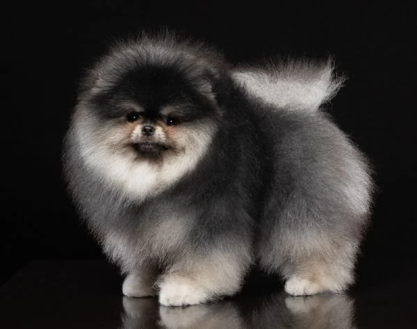 Pomerania nero focato per monta accoppiamento | Foto 1