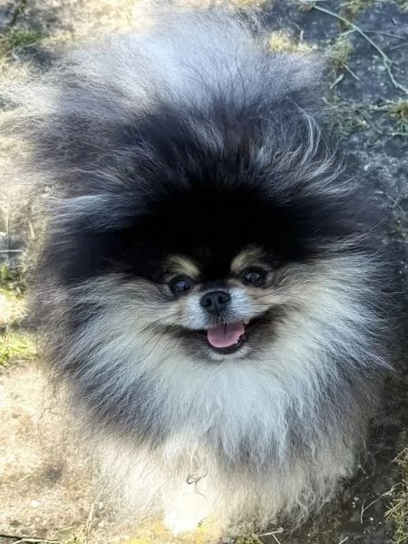 Pomerania nero focato per monta accoppiamento | Foto 0