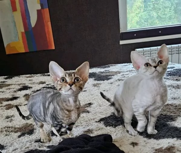 Devon-Rex-Kätzchen zur Adoption | Foto 0