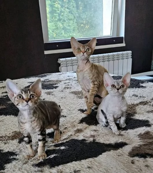 Devon-Rex-Kätzchen zur Adoption