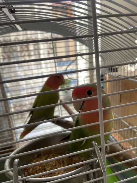 Coppia di inseparabili uno svezzato a mano  | Foto 5