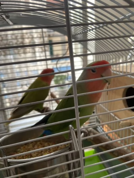Coppia di inseparabili uno svezzato a mano  | Foto 4