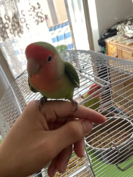 Coppia di inseparabili uno svezzato a mano  | Foto 2