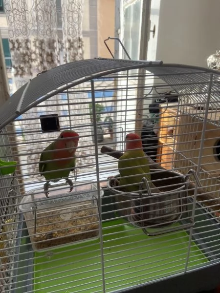 Coppia di inseparabili uno svezzato a mano  | Foto 1