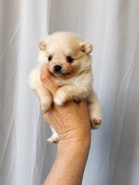 Pomeranian 