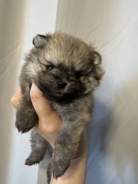 Pomeranian  | Foto 3