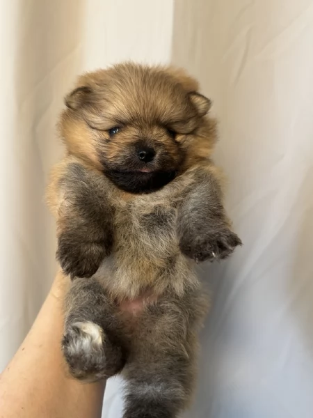 Pomeranian  | Foto 2