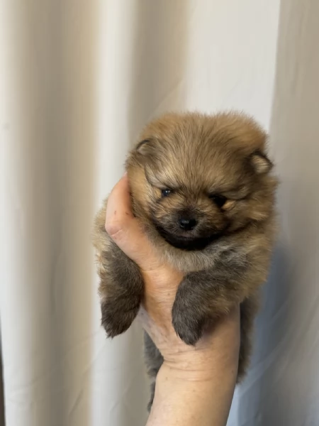 Pomeranian  | Foto 1