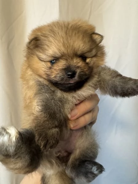 Pomeranian  | Foto 0