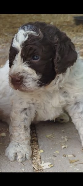 Cuccioli di Lagotto Romagnolo con pedigree 